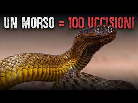 Surviving the Deadliest Snake on Earth: The Inland Taipan