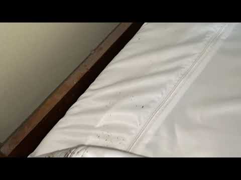 That's Some Bed Bug Infestation in Nutley, NJ