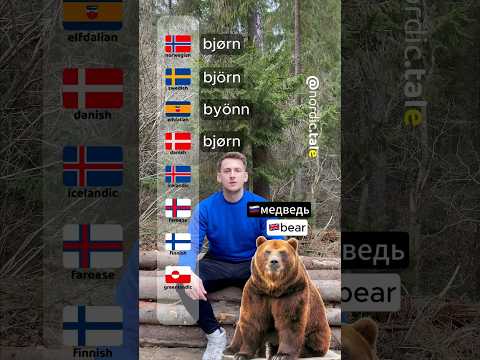 🐻 in Nordic languages #norwegian #swedish #danish #icelandic #greenland