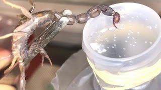 Venom extraction from scorpion