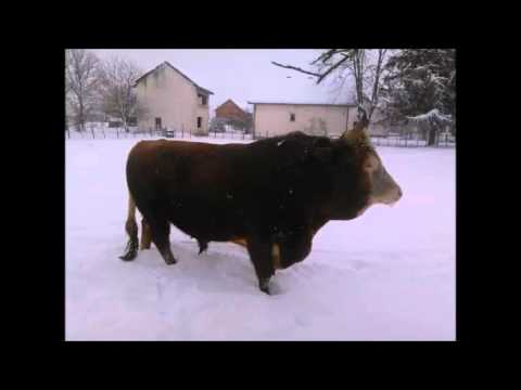 MOMCI SA GRMEČA-LOTKO