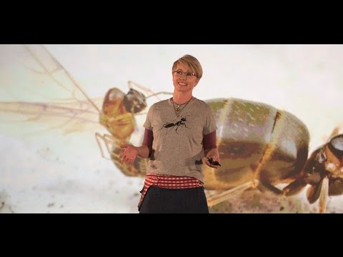 The ants that run the world