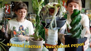 🌵 MASSIVE repot - all 21 of my cactus & succulents 🌵 getting them ready for summer!