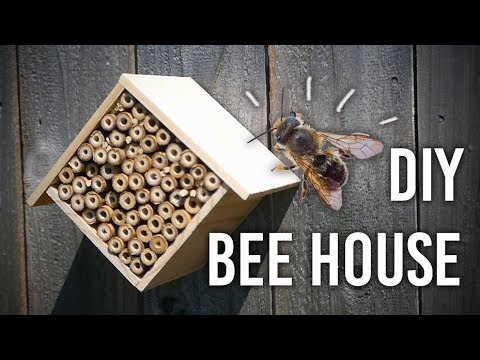 image-How do you attract carpenter bees to a bee house?