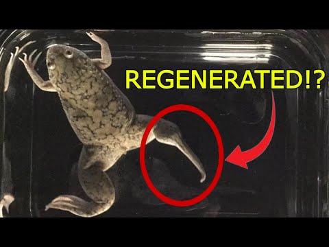 Is Bioelectricity the Key to Limb Regeneration?
