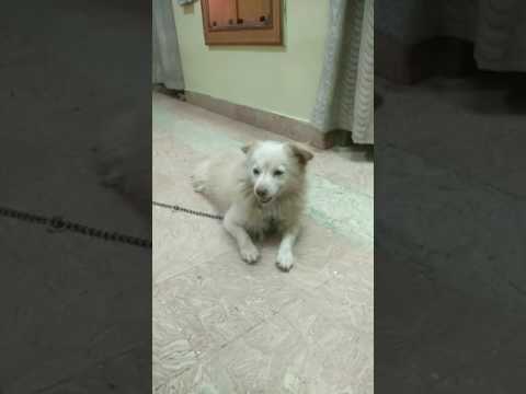 This is how dogs apply talcum powder! 😂