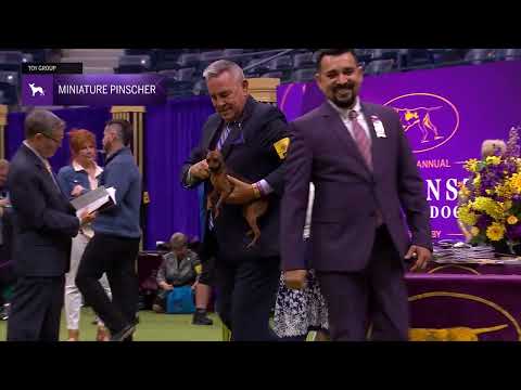 Miniature Pinschers | Breed Judging 2024