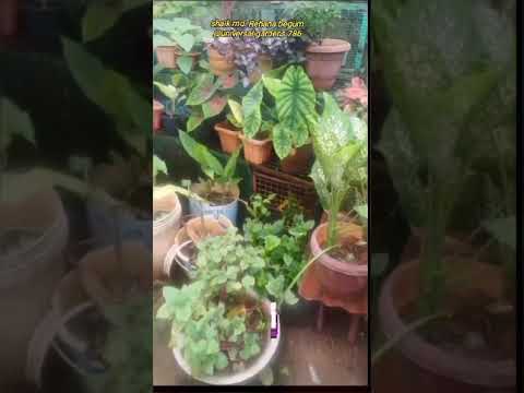 Organic fruits vegetables and flowers from Sajida's terrace Garden #garden #amazing #viral #flowers