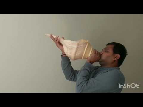 Biggest Conch Blowing