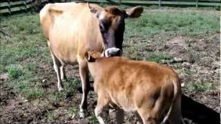 preview picture of video 'Baby Cow wants milk'