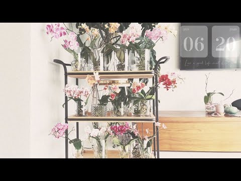 Orchid Bloom Tour｜Phalaenopsis orchids in Water Culture