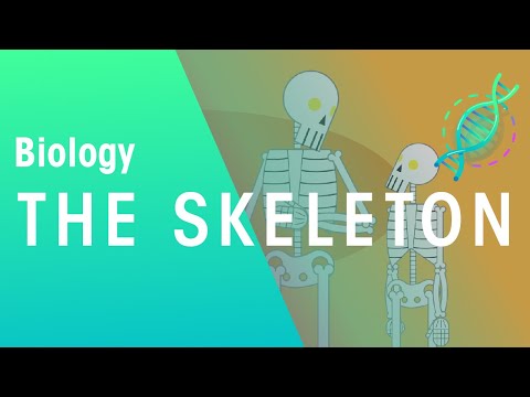 The Skeleton | Physiology | Biology | FuseSchool