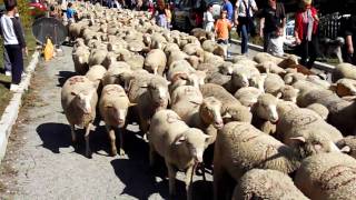 preview picture of video 'marcher avec les moutons arrivée aux Buisses.MP4'