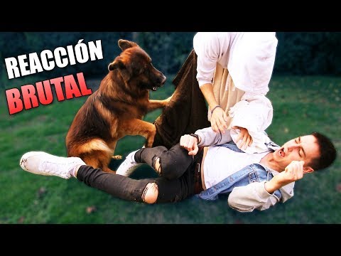 Pretending to be attacked in front of my dog! Brutal reaction to the intruder