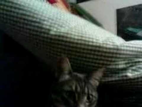 Les Aventures D'Amelie - La Chatte super chaude (part 1)