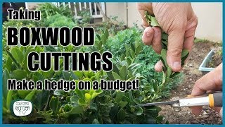 How to Take Boxwood Cuttings