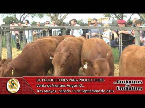 15-09-18 Venta de Vientres Angus P.C. - de Productores para Productores - Tres Arroyos