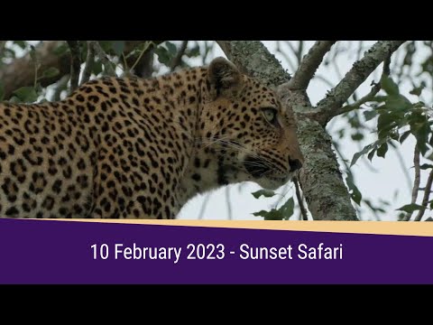 SafariLIVE Sunset Highlights 10 February 2023