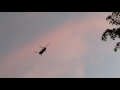 Helicopter Flying In Sky