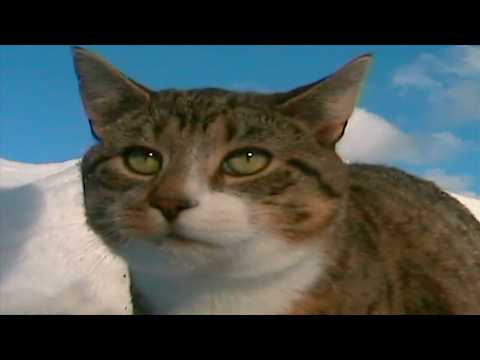 Giddy - Winter - Misc Originals