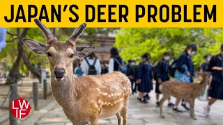 Japan's Deer Problem