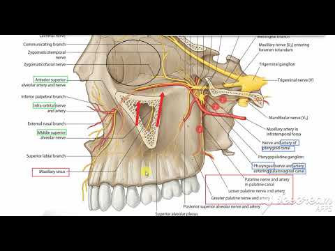 Maxillary artery 6