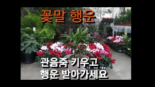 관음죽 이름유래 및 식재 관리법. 꽃말은 행운입니다.  #관음죽 #관음죽꽃말행운 #행운 #plant