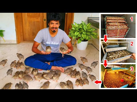 See How To Hatch Quail Eggs | Visiting Biggest Quil Farm | We Bought Quails