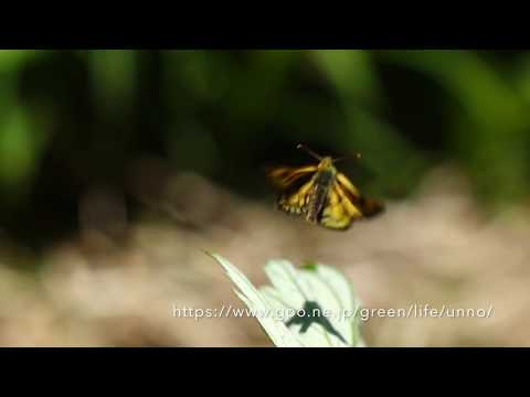 カラフトタカネキマダラセセリの飛翔　Carterocephalus sylvicola