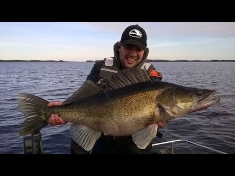 10 KG JÄTTIKUHA Pohjajigillä - Kuhan kalastus - Kuhan jigaus - Kalastus - Eumer Fishing