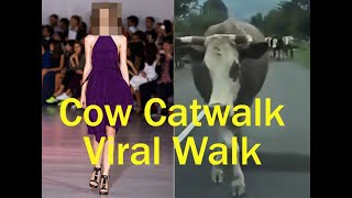 Cow Catwalk Video Gone Viral Walk Like Super Model