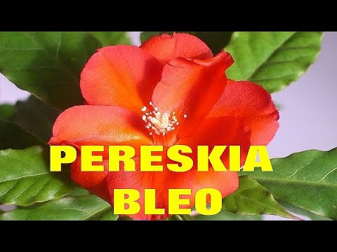 Переския (Pereskia) – суккулентный кустарник