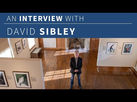 Interview with David Sibley