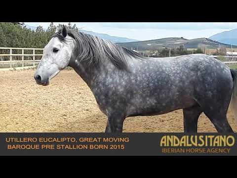 Utillero Eucalipto, great moving Baroque PRE stallion born 2015, great bloodlines!
