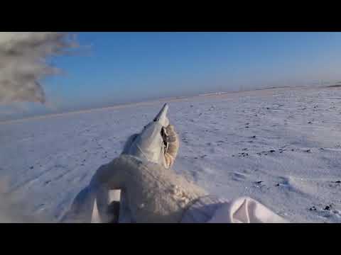 Охота на зайца 2019-2020 № 64 тропим по свежему снегу