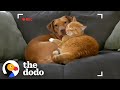 Parents Set Up Hidden Camera And Catch Cat Cuddling Their Anxious Dog The Dodo Odd Couples