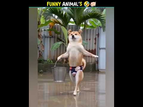 Animals funny vidios 😆🤣