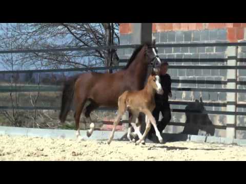 Hengstfohlen *2012 von Stoiber SN - Sir Donnerhall