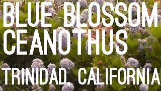 preview picture of video 'Blue Blossom Ceanothus (Ceanothus thyrsiflorus), Elk Head, Trinidad, California'