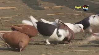 বিএমডিএ এর পাতকুয়া