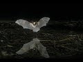 Bats In Flight
