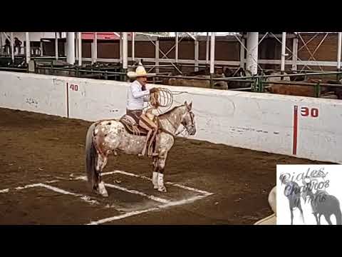 final aa piales nacional 2019