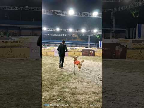 Rani ❤️ | At Madhyamgram City of Joy Kennel Club.  #dogshows #dog #goldenretriever