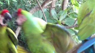 preview picture of video 'Parrots in Las Caletas, Puerto Vallarta.'