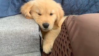 - Golden retriever puppy who became lazy than its owner