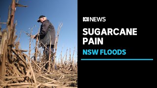 'Ongoing disaster' as canegrowers suffer from floods and rain | ABC News