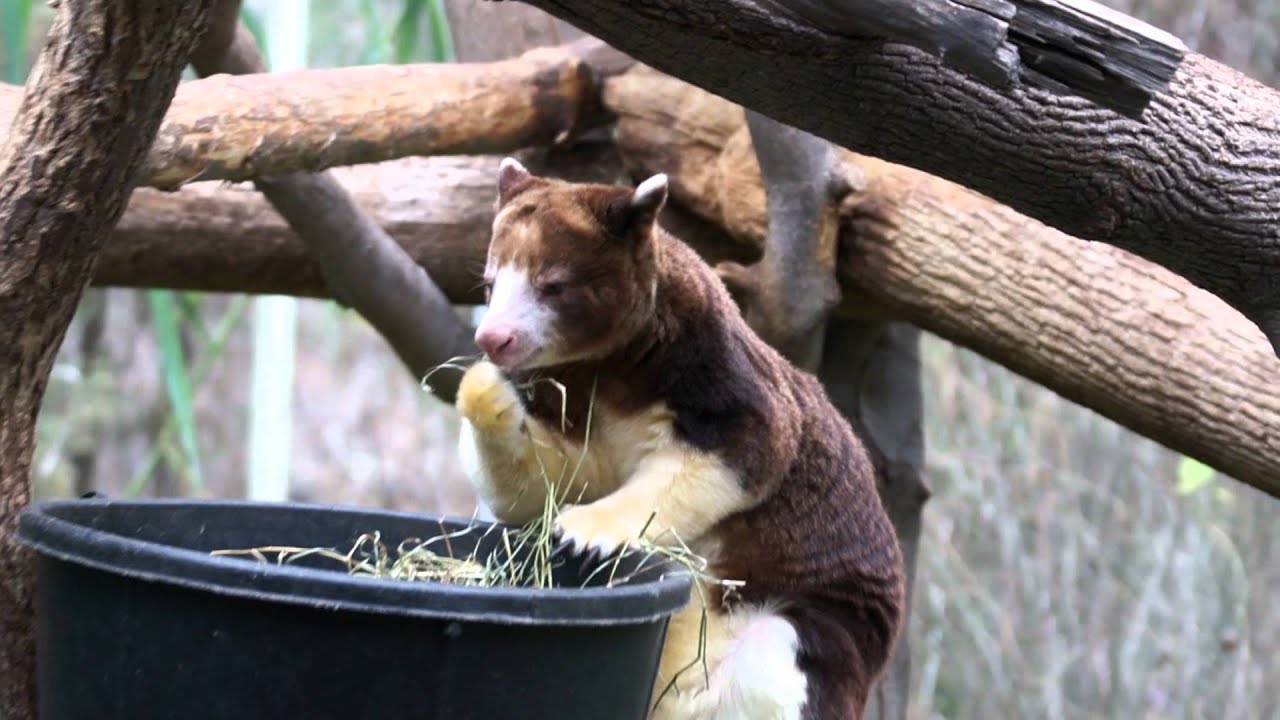Matschie's Tree Kangaroo (Part 1)