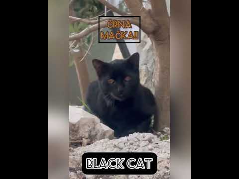 A Tour of Ulcinj Old Town