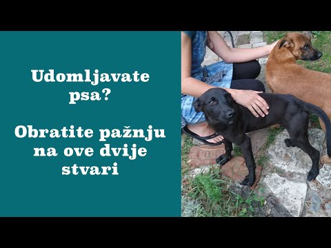 Odlučili ste udomiti psa? Obratite pažnju na dvije stvari
