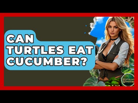 Can Turtles Eat Cucumber? - Reptilian Wonders